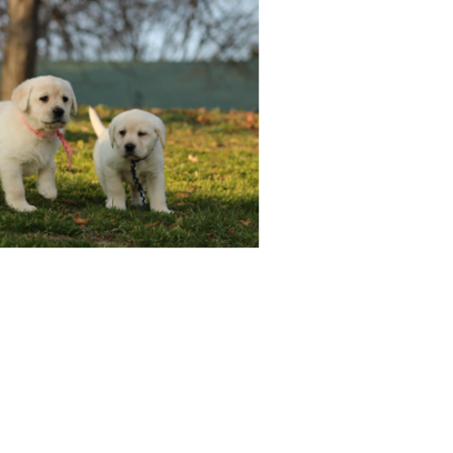 Croppedmessageimage365