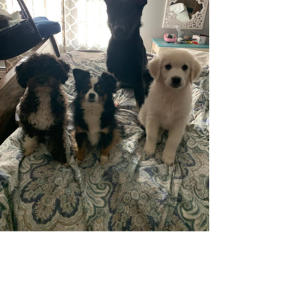 Croppedmessageimage387