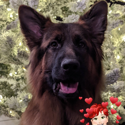 Croppedimage515