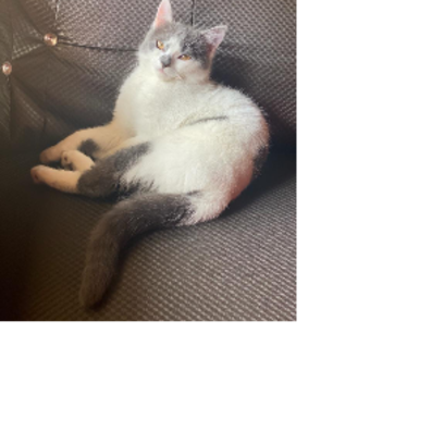 Croppedmessageimage369
