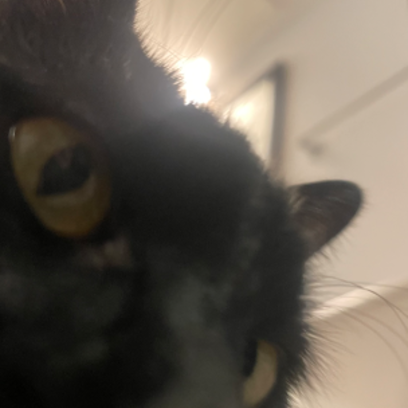 Croppedimage509