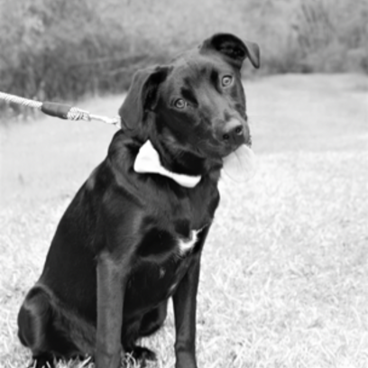 Croppedmessageimage804