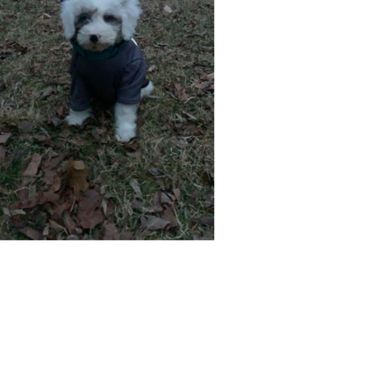 Croppedmessageimage933