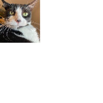 Croppedmessageimage5