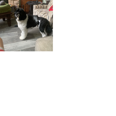 Croppedmessageimage363