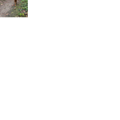 Croppedmessageimage444