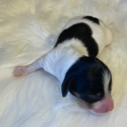 Croppedmessageimage840