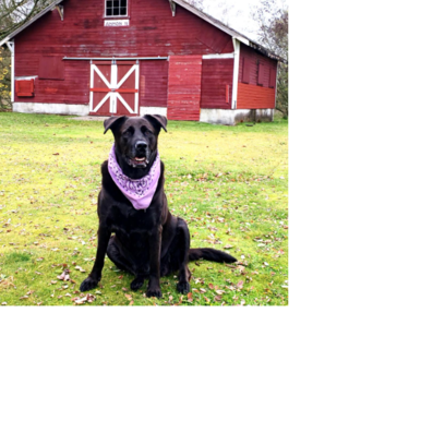 Croppedmessageimage83