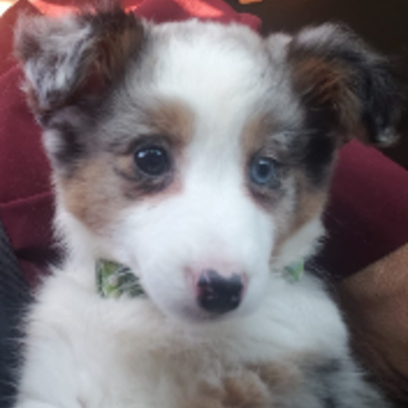 Croppedmessageimage79