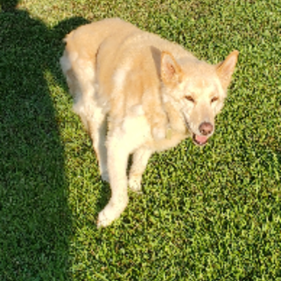 Croppedmessageimage232