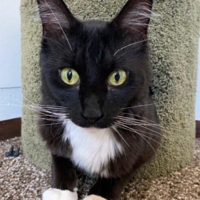 Croppedmessageimage309