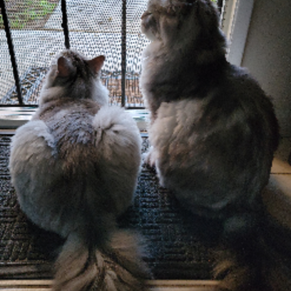 Croppedmessageimage399